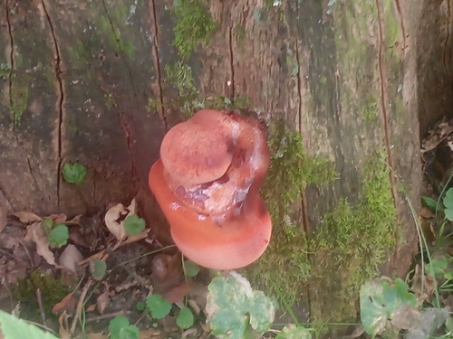 Beefsteak Polypore