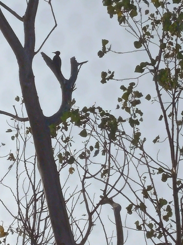 Black Woodpecker
