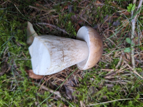 King Bolete