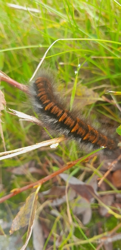 Fox Moth