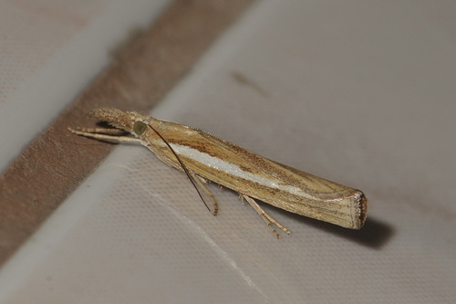 Common Grass-veneer