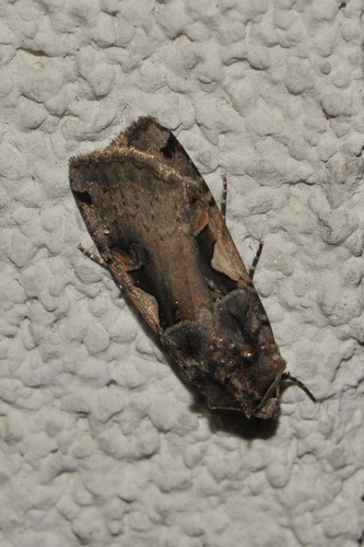 Setaceous Hebrew Character