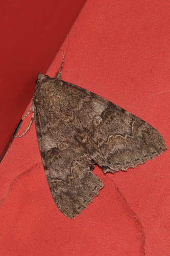 Red Underwing