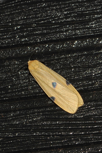Four-spotted Footman