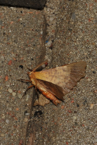 Large Thorn
