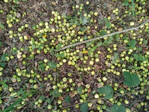 European Wild Apple