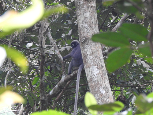 Dusky Leaf Monkey