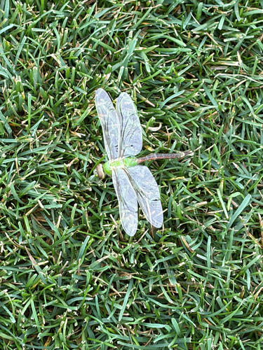 Common Green Darner