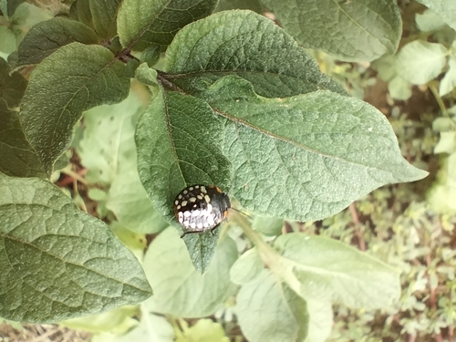 Southern Green Stink Bug