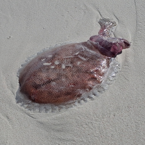 Haeckel's Jelly