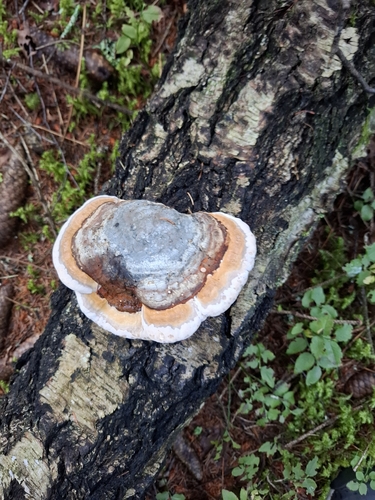 Red-banded Polypore