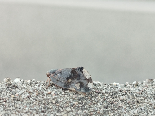 Black planthopper