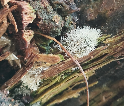 Common Coral Slime