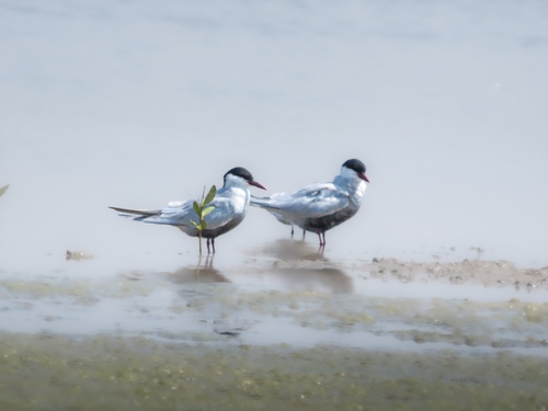 Whiskered Tern