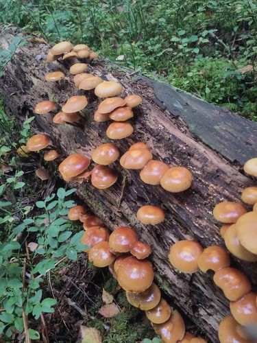 Sheathed Woodtuft
