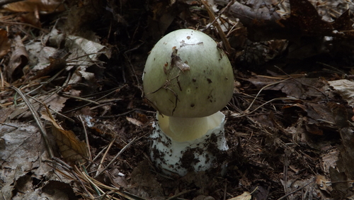 Deathcap