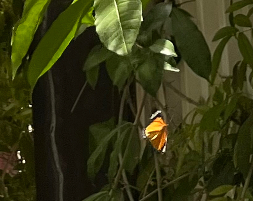 Leopard Lacewing Butterfly