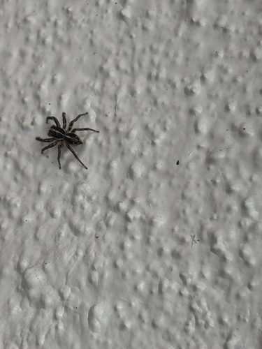 Pantropical Jumping Spider