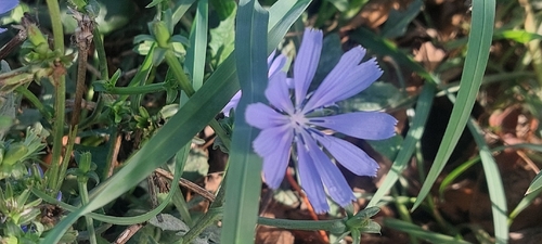chicory