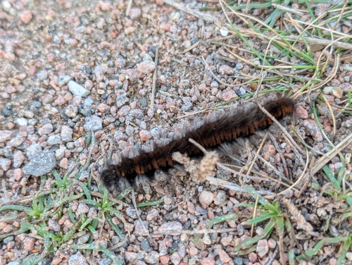Fox Moth