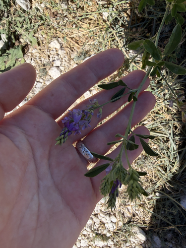 Alfalfa