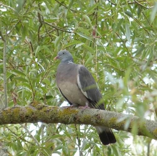 Common Wood-Pigeon