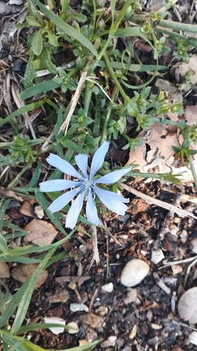 chicory