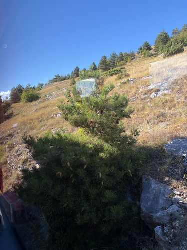 black pine