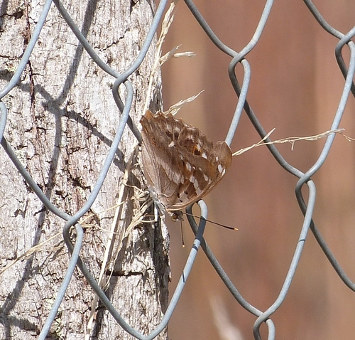Lesser Purple Emperor
