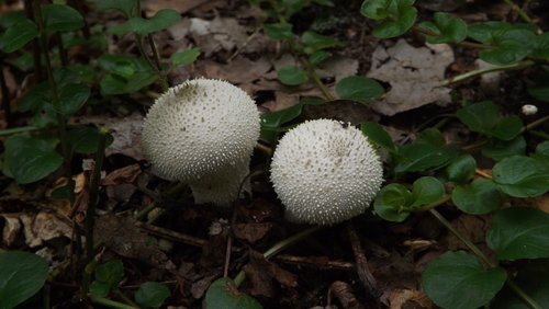 common puffball