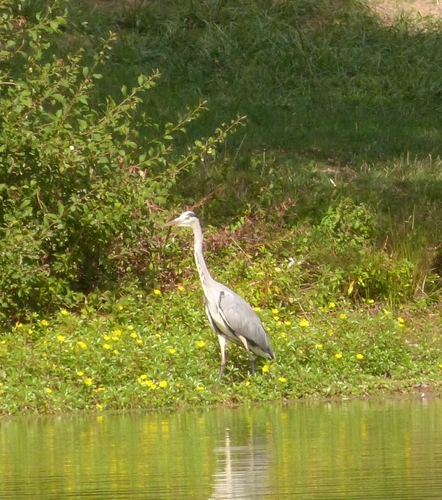 Grey Heron