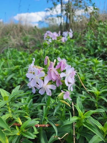 common soapwort