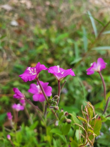 Great Willowherb