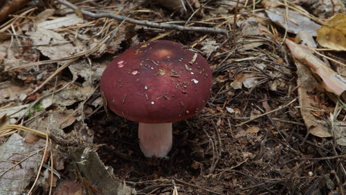 Shellfish-scented Russula