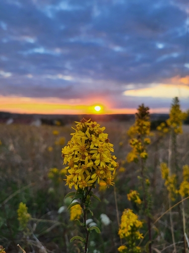 European goldenrod