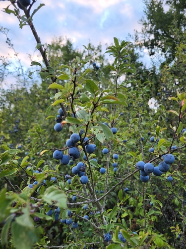 Blackthorn