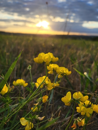 bird's-foot trefoil