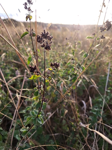 Oregano