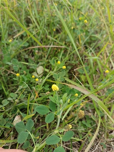Black Medick
