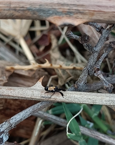 Caliscelis bonellii