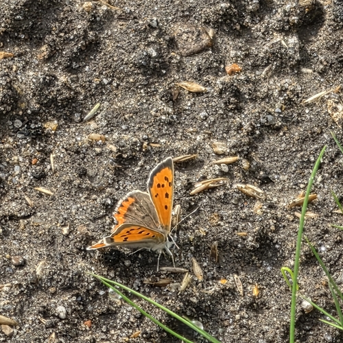 Small Copper