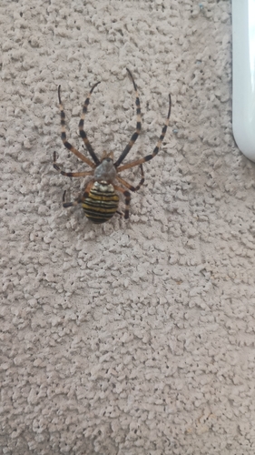 Wasp Spider