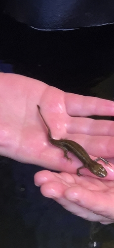Sardinian brook salamander