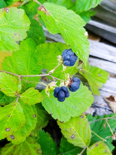 European dewberry