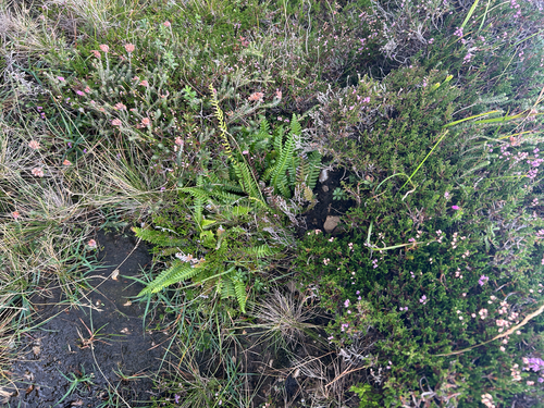 deer fern