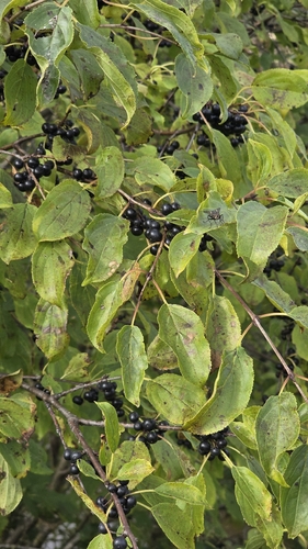 common buckthorn