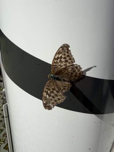Silver-washed Fritillary