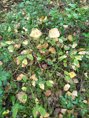common bilberry