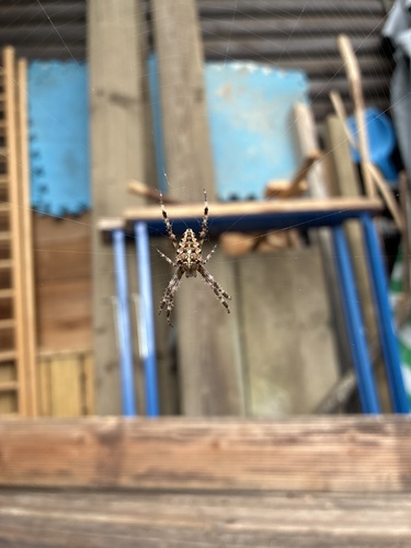 Cross Orbweaver