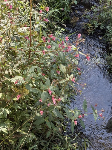 Himalayan balsam